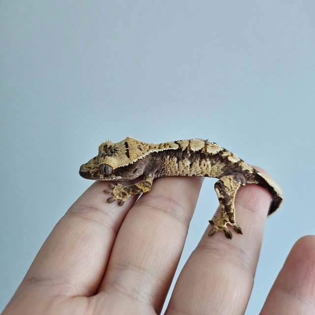 노멀 트라이 익스트림할리퀸