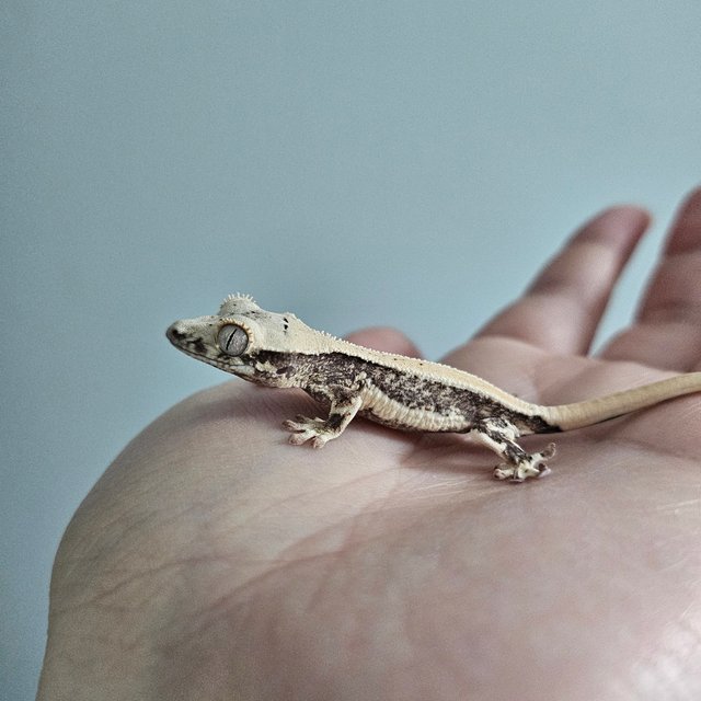 릴리화이트 풀핀