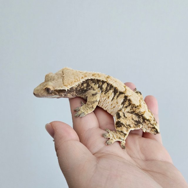 노멀 트라이 익스트림할리퀸 텐저린