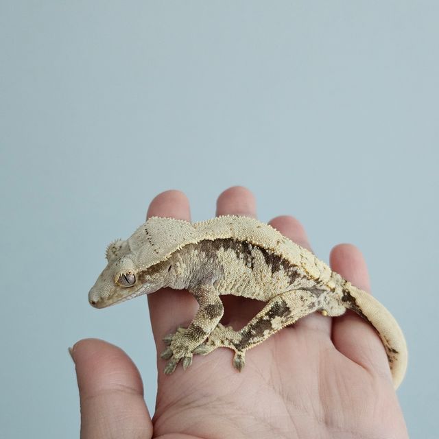 노멀 익스트림할리퀸 화이트스팟 드리피