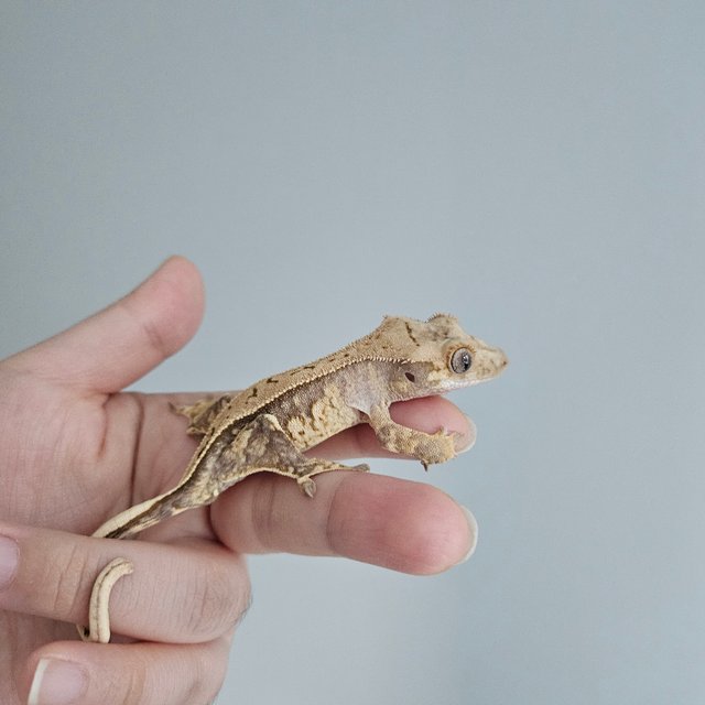 노멀 트라이 쿼드