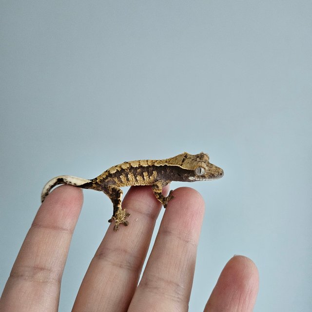 노멀 트라이 익스트림할리퀸 화이트포트홀