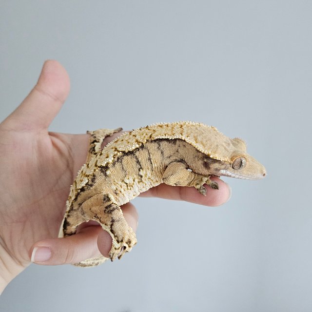 노멀 트라이 익스트림할리퀸 텐저린