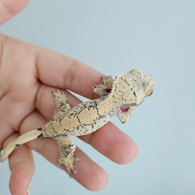 노멀 드리피 화이트스팟 화이트포트홀