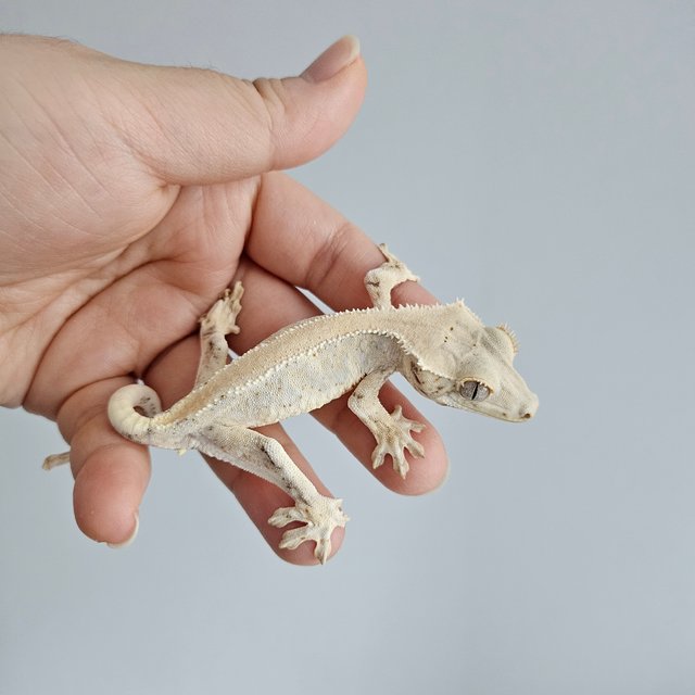 릴리화이트 솔리드백