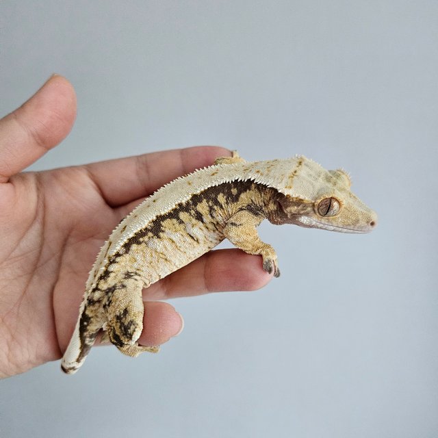 노멀 트라이 익스트림할리퀸