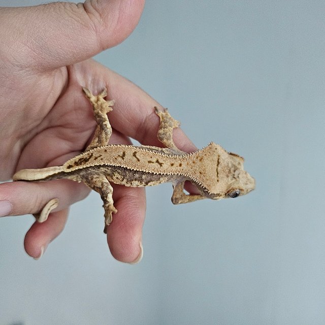 노멀 트라이 쿼드