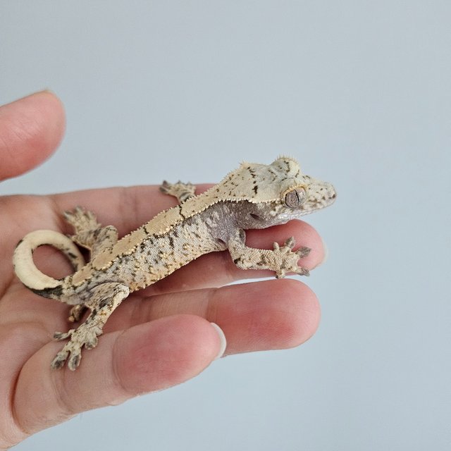 노멀 드리피 화이트스팟 화이트포트홀