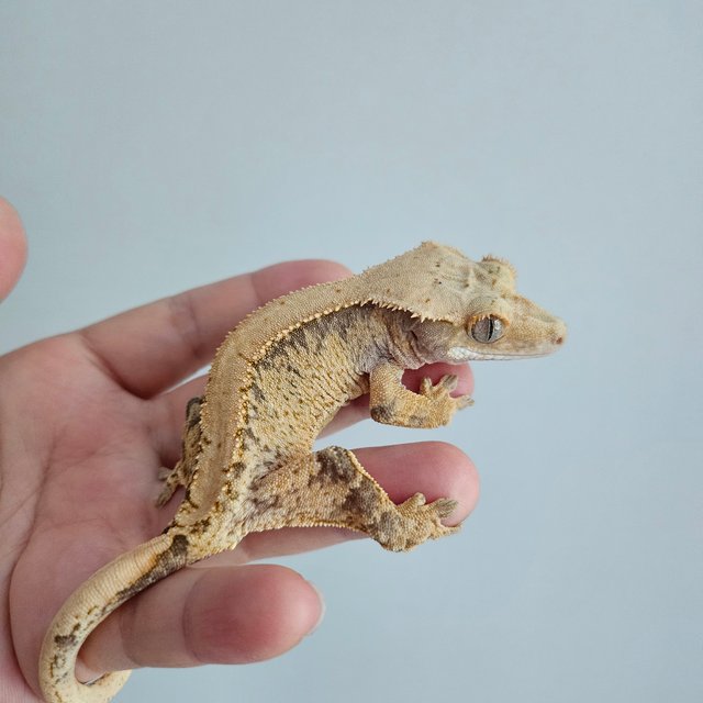 노멀 드리피 익스트림할리퀸 화이트스팟