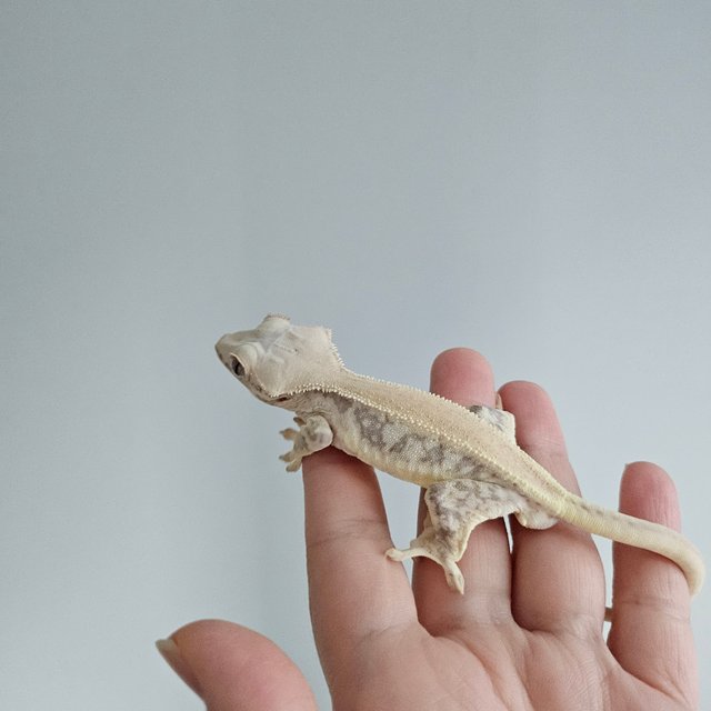 릴리화이트 솔리드백 드리피