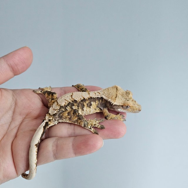 노멀 트라이 익스트림할리퀸 텐저린