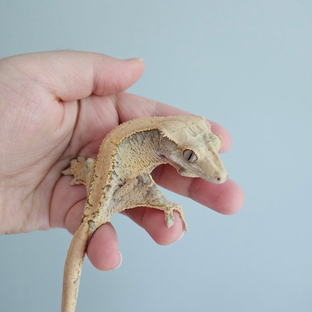 노멀 드리피 익스트림할리퀸 화이트스팟