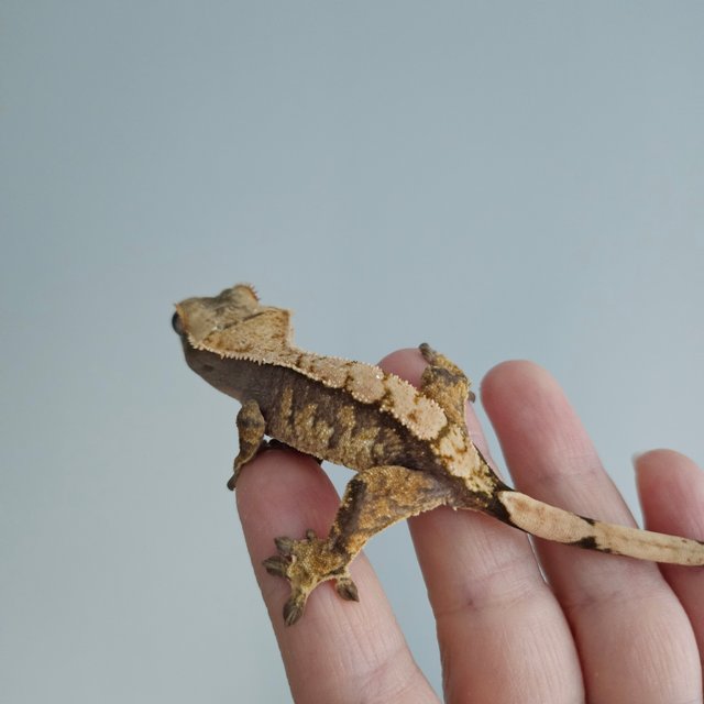 노멀 트라이 익스트림할리퀸