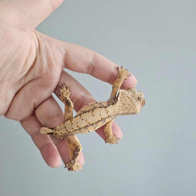 노멀 트라이 익스트림할리퀸