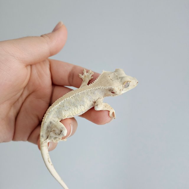 릴리화이트 솔리드백