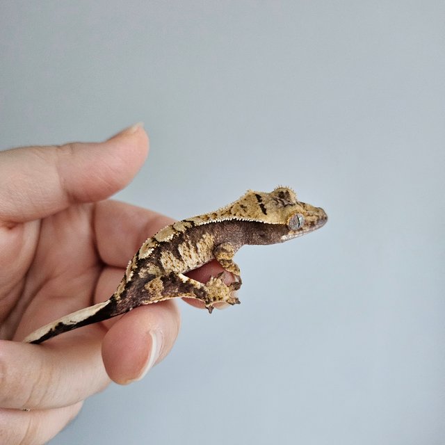 노멀 트라이 익스트림할리퀸