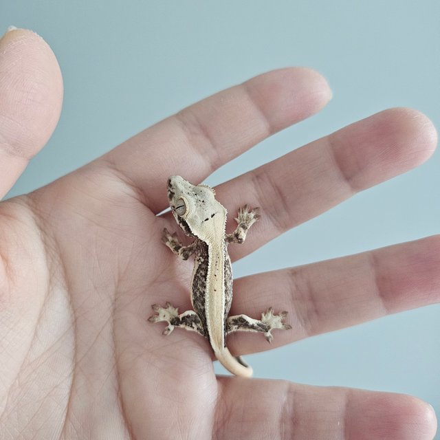 릴리화이트 풀핀