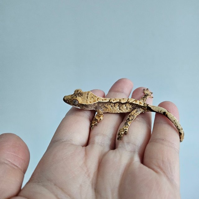 노멀 익스트림할리퀸 트라이