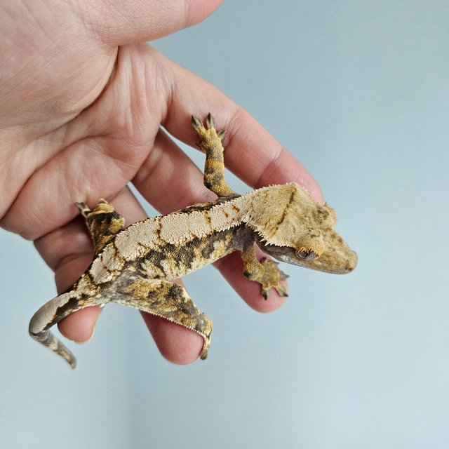 노멀 트라이 익스트림할리퀸 텐저린