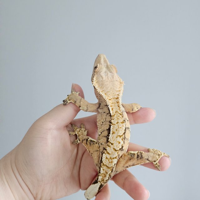 노멀 트라이 익스트림할리퀸 텐저린