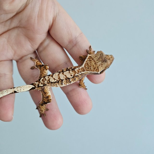 노멀 트라이 익스트림할리퀸 텐저린