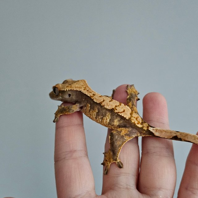 노멀 트라이 익스트림할리퀸