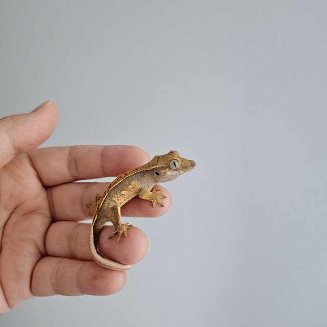 노멀 트라이 쿼드