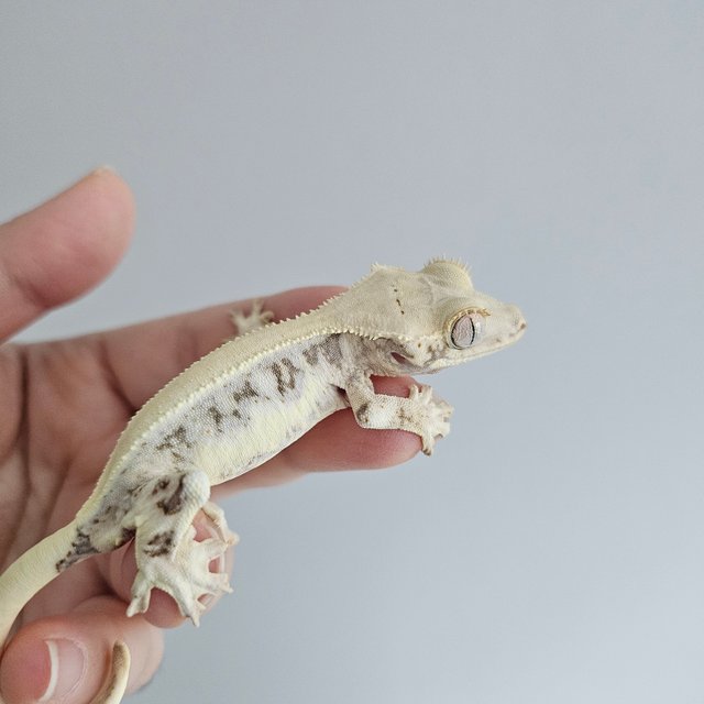 릴리화이트 솔리드백