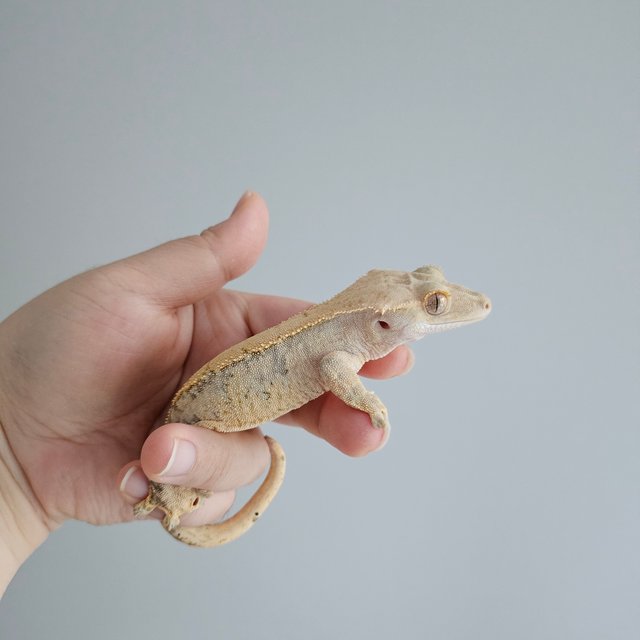 노멀 드리피 익스트림할리퀸 화이트스팟