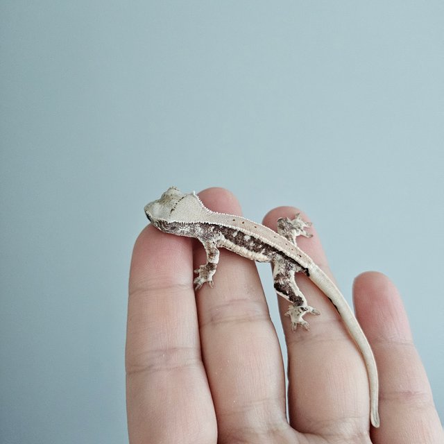 릴리화이트 풀핀