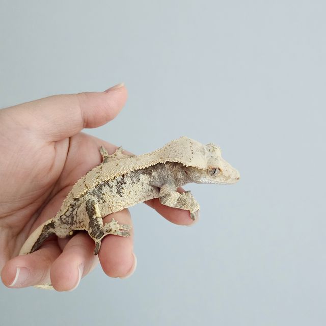 노멀 익스트림할리퀸 화이트스팟 드리피