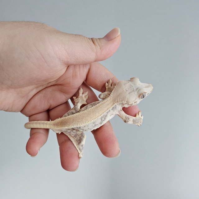 릴리화이트 솔리드백 드리피