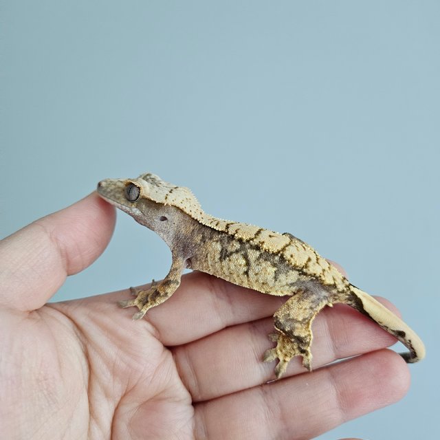 트라이 익스트림할리퀸