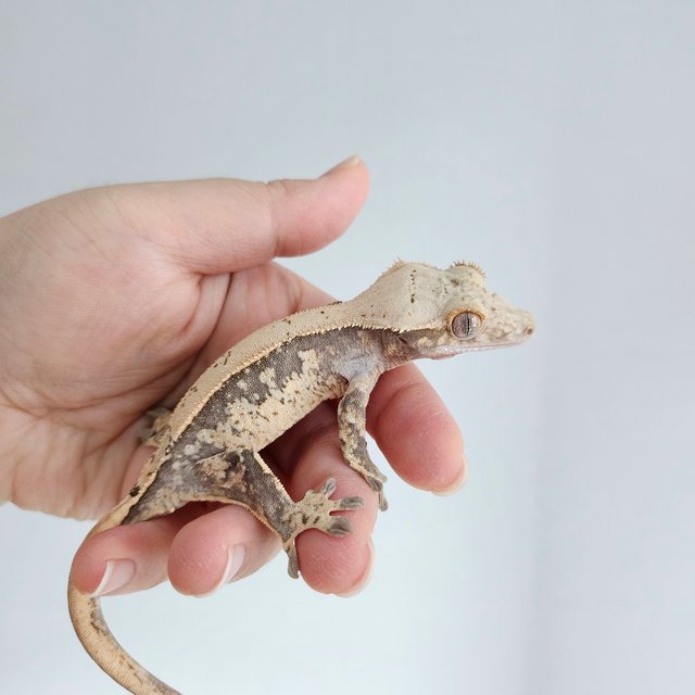 노멀 화이트스팟 트라이