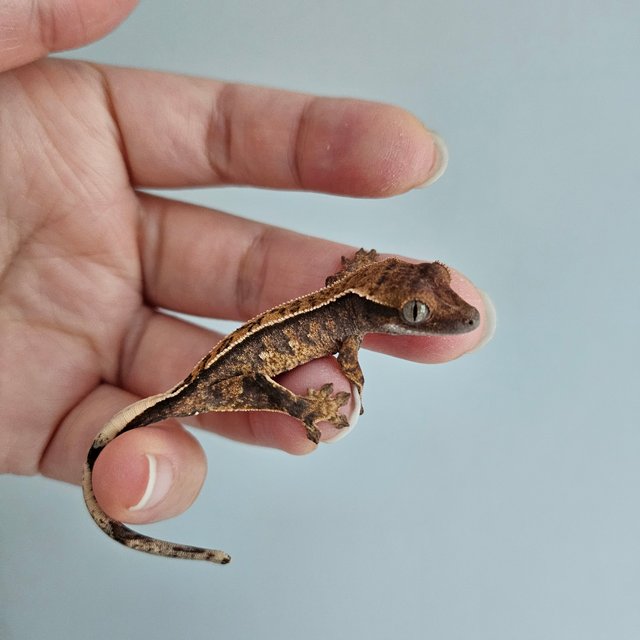 노멀 트라이 익스트림할리퀸 화이트포트홀