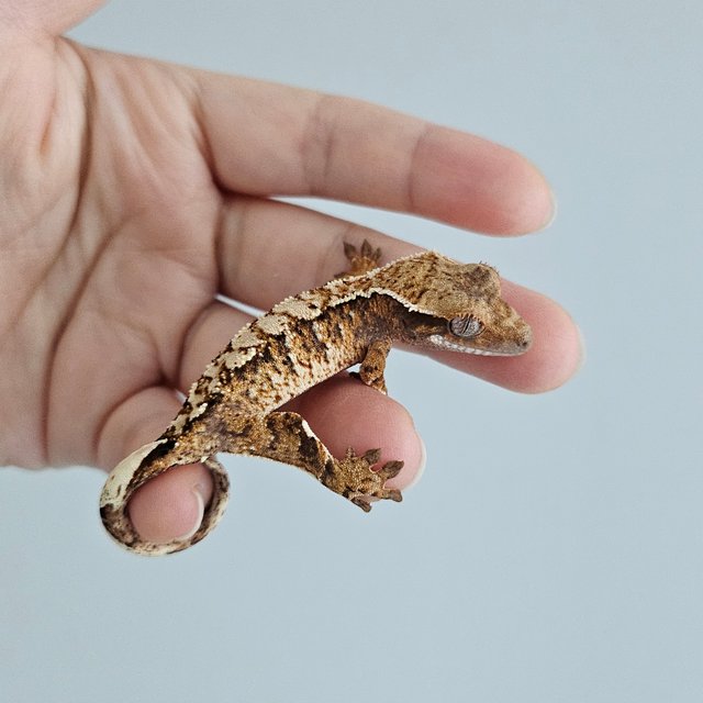 노멀 트라이 익스트림할리퀸 텐저린