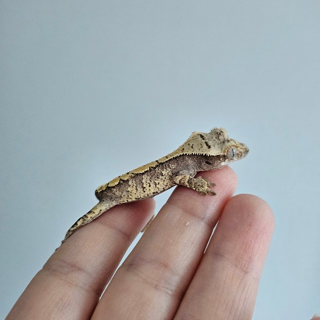 노멀 트라이 익스트림할리퀸 화이트스팟