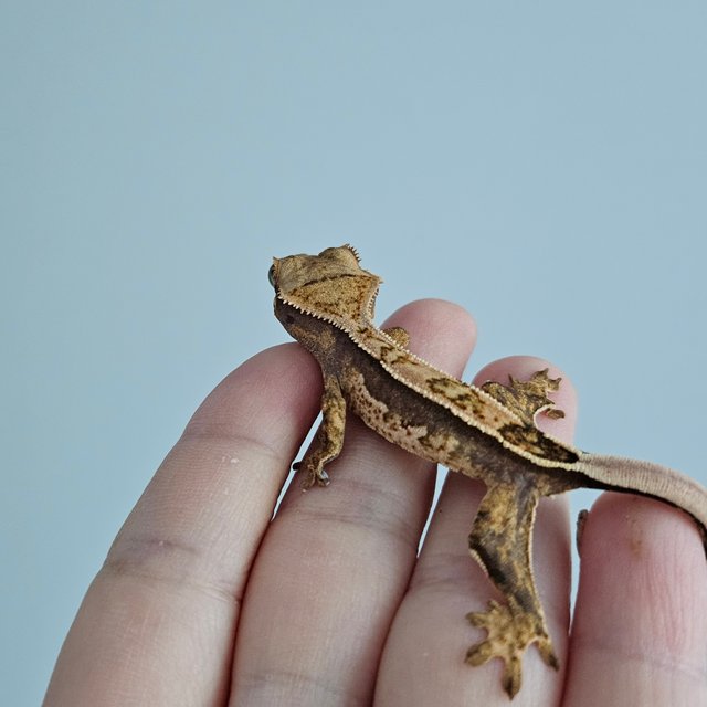 노멀 트라이 쿼드