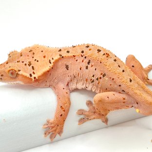 쯔란
