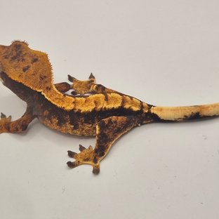 트라이 익스트림할리퀸 텐저린