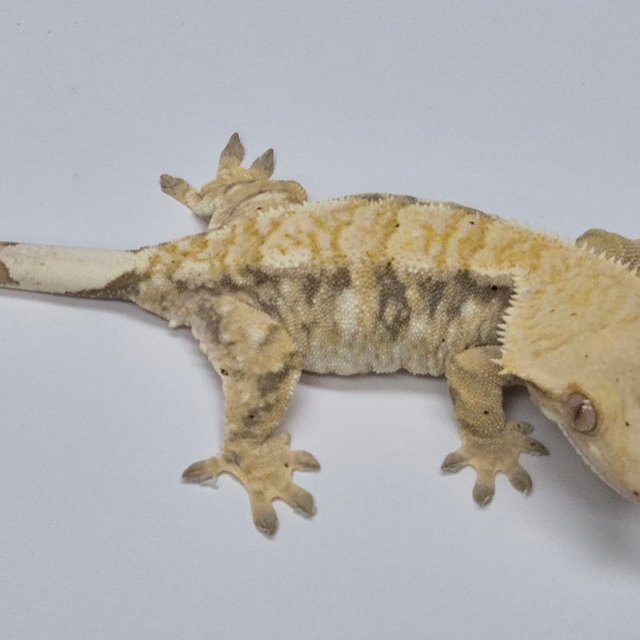 트라이 익스트림할리퀸