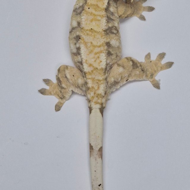 트라이 익스트림할리퀸