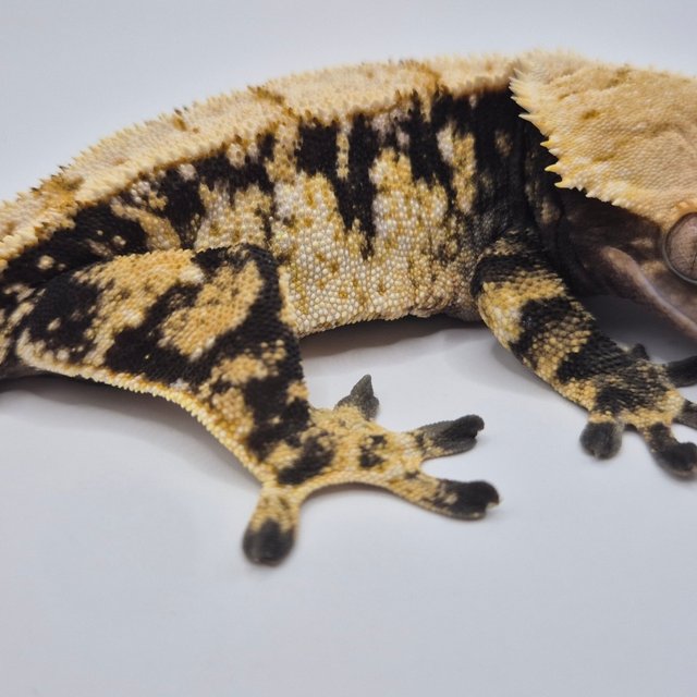 익스트림할리퀸 트라이