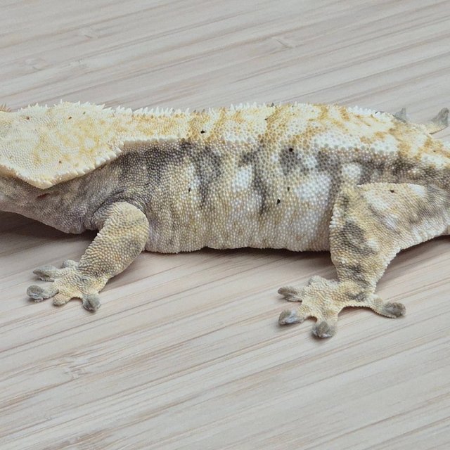 트라이 익스트림할리퀸