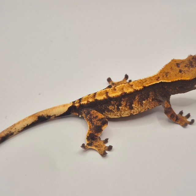 트라이 익스트림할리퀸 텐저린