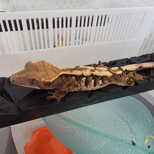 세이블 텐저린 트라이