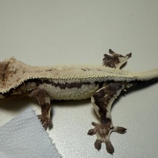 릴리 세이블