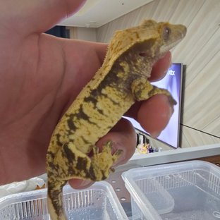 노멀 익스트림할리퀸