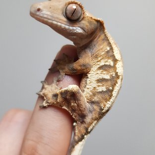 세이블 텐저린 트라이