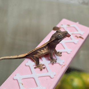 노멀 쿼드 핀스트라이프